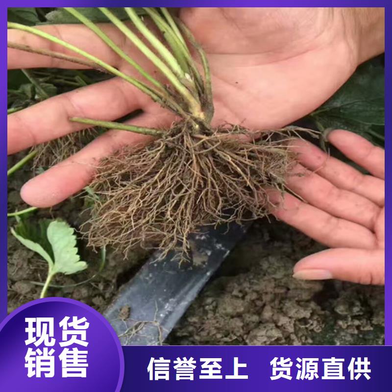 草莓苗无花果树苗今年新款