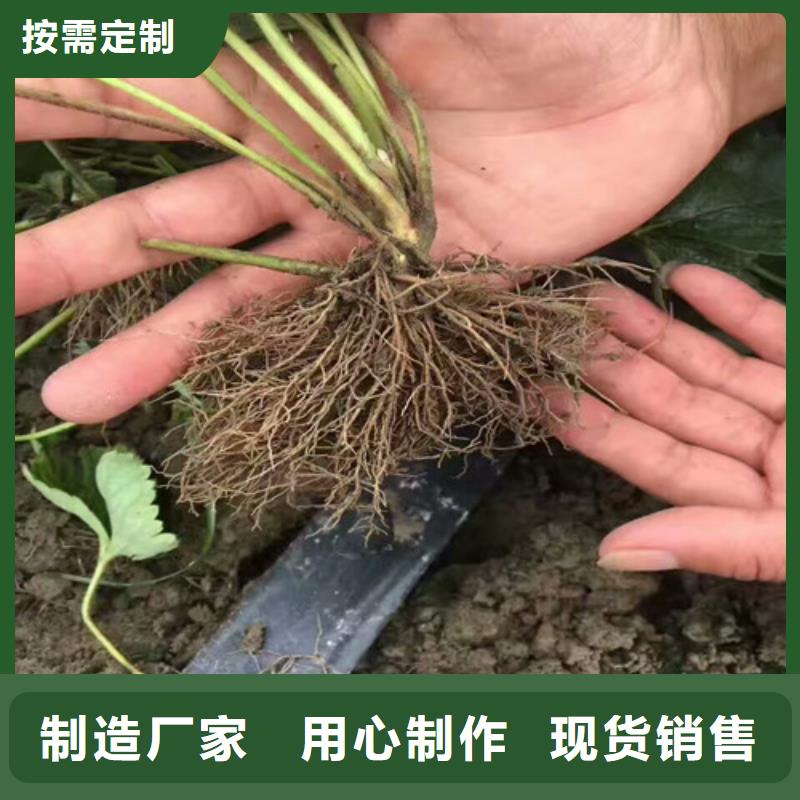 草莓苗柱状梨树苗工厂直销