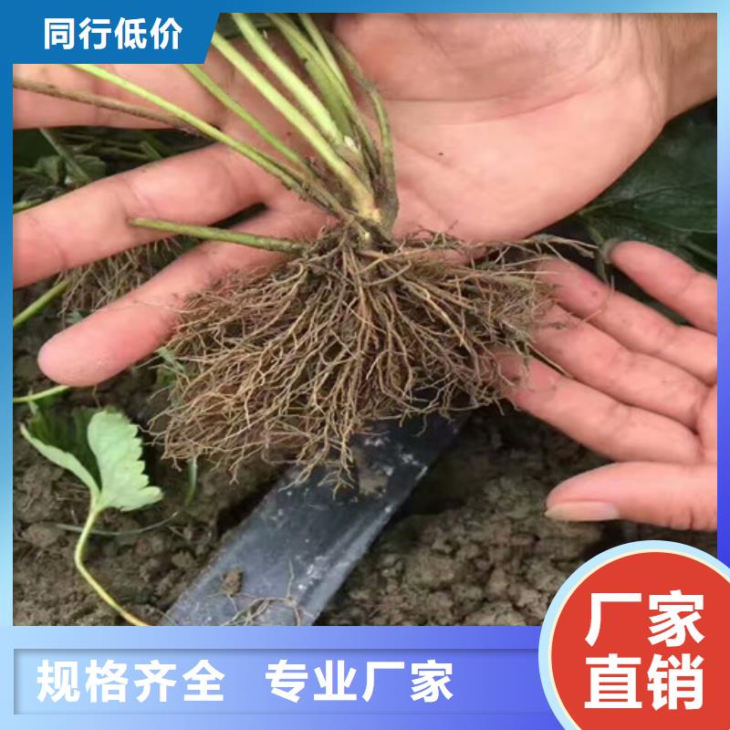 草莓苗【大棚草莓苗】价格地道