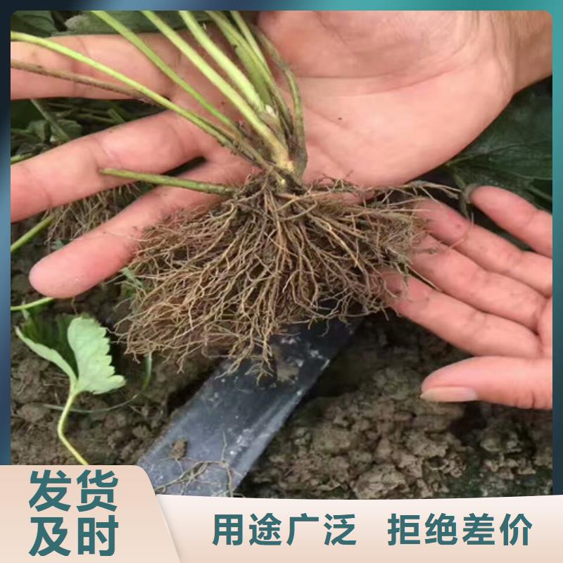 草莓苗【果树苗】实拍品质保障