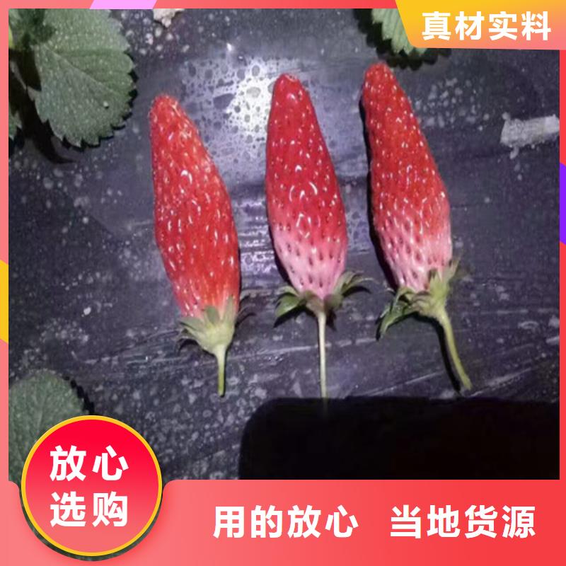 草莓苗吉塞拉6号砧木检验发货