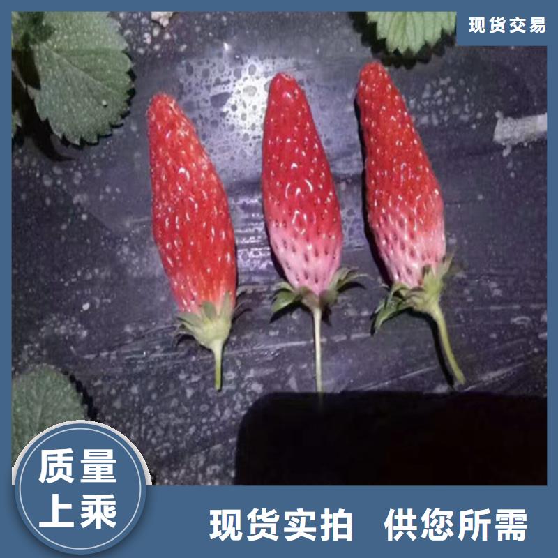 草莓苗-红富士苹果树苗质量上乘