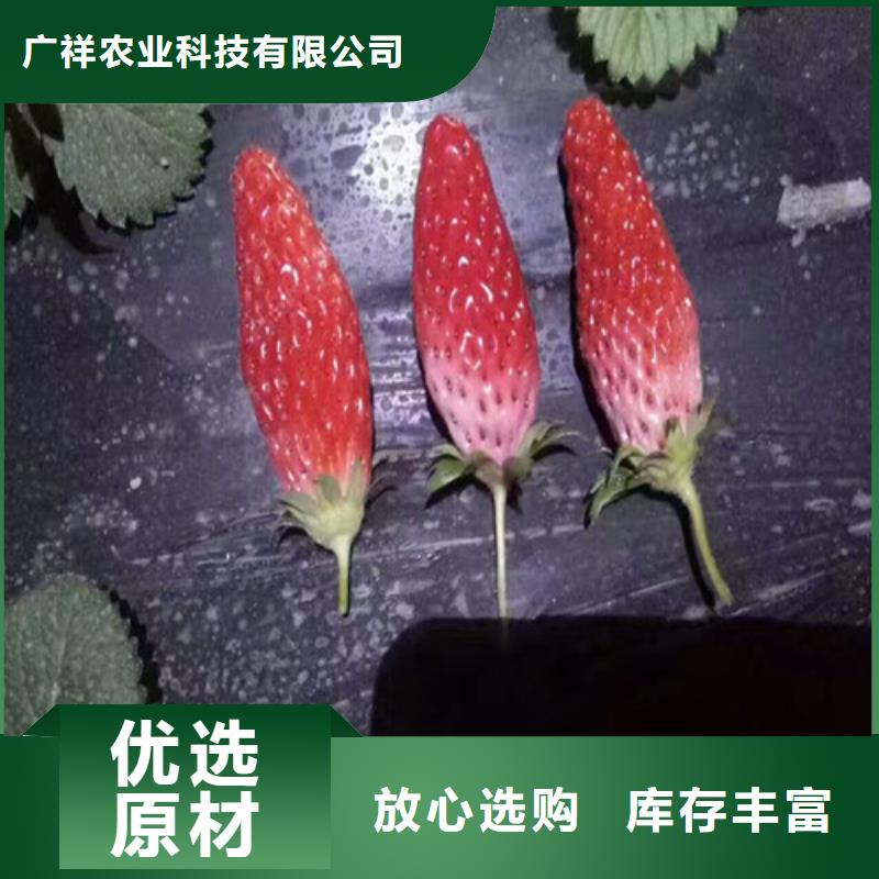 草莓苗无籽葡萄树苗自主研发