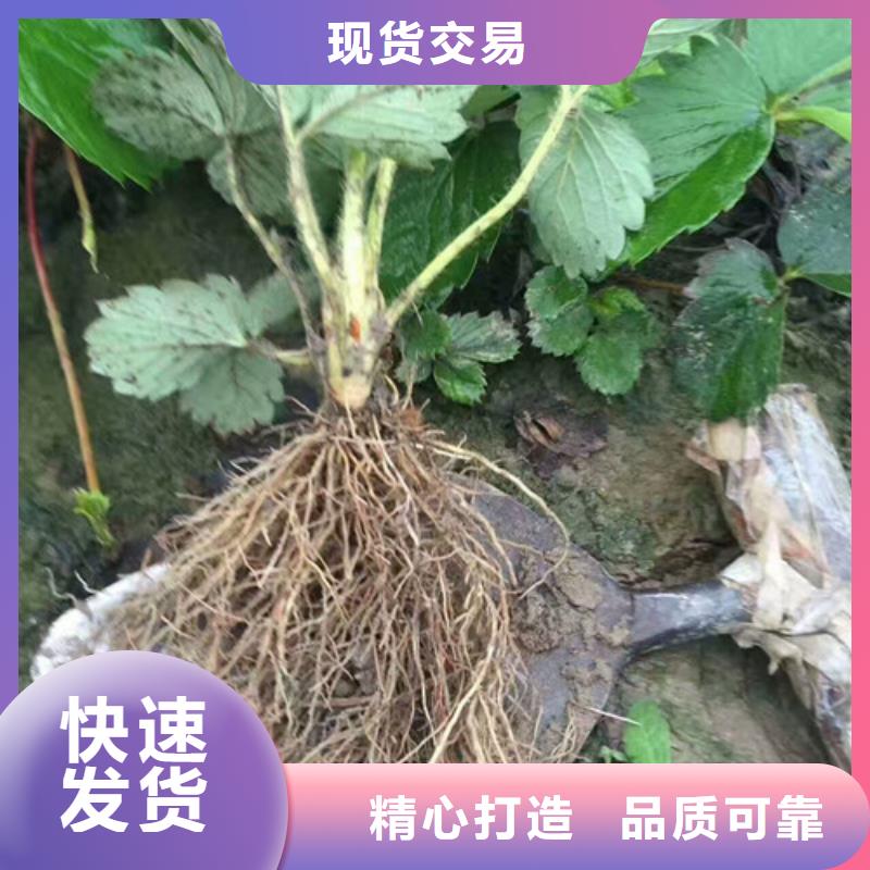 【草莓苗-樱桃苗基地多种规格库存充足】