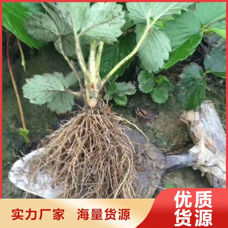 草莓苗_果树苗批发基地一手货源