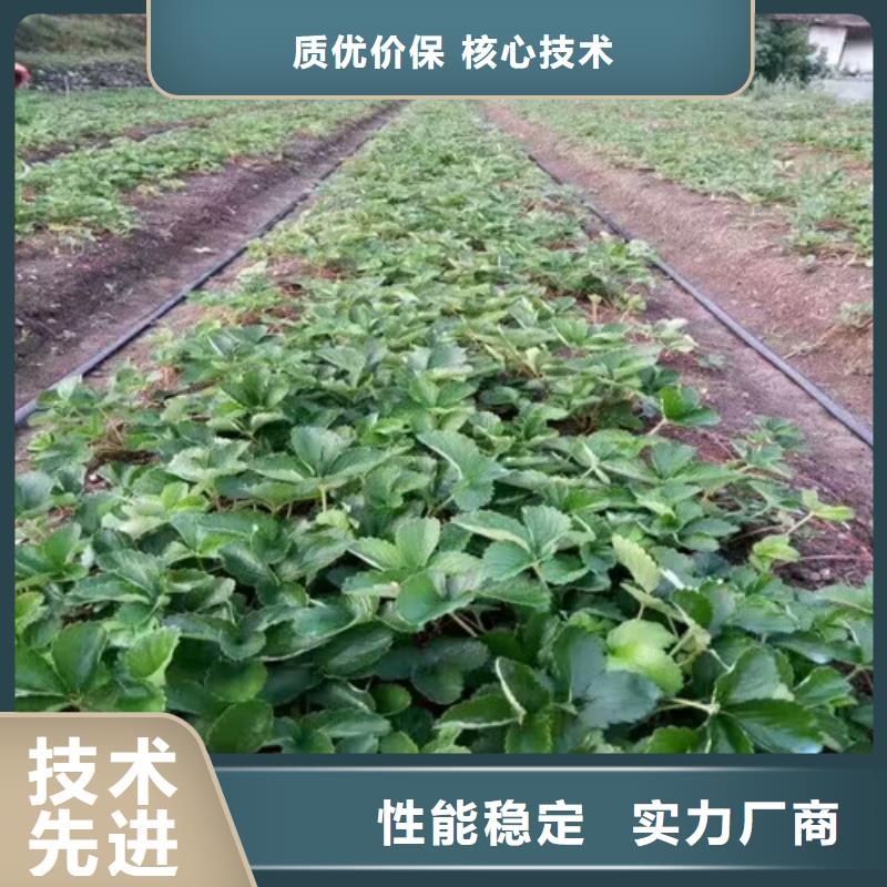 草莓苗【苹果苗】严谨工艺