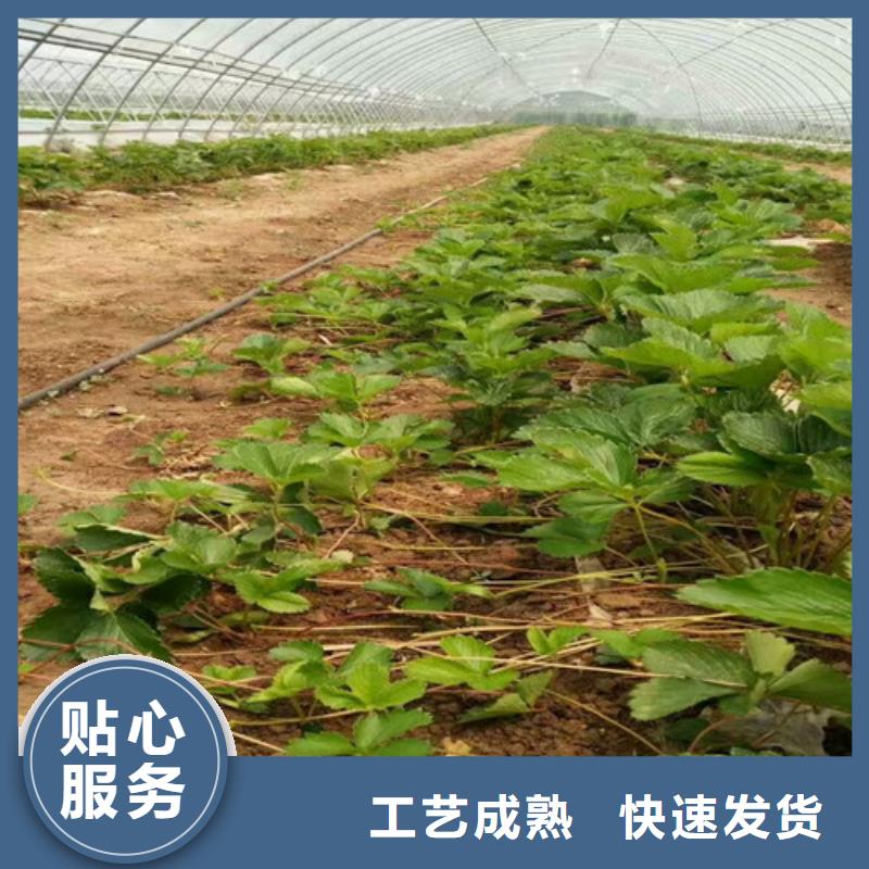 【草莓苗梨树苗基地诚信为本】