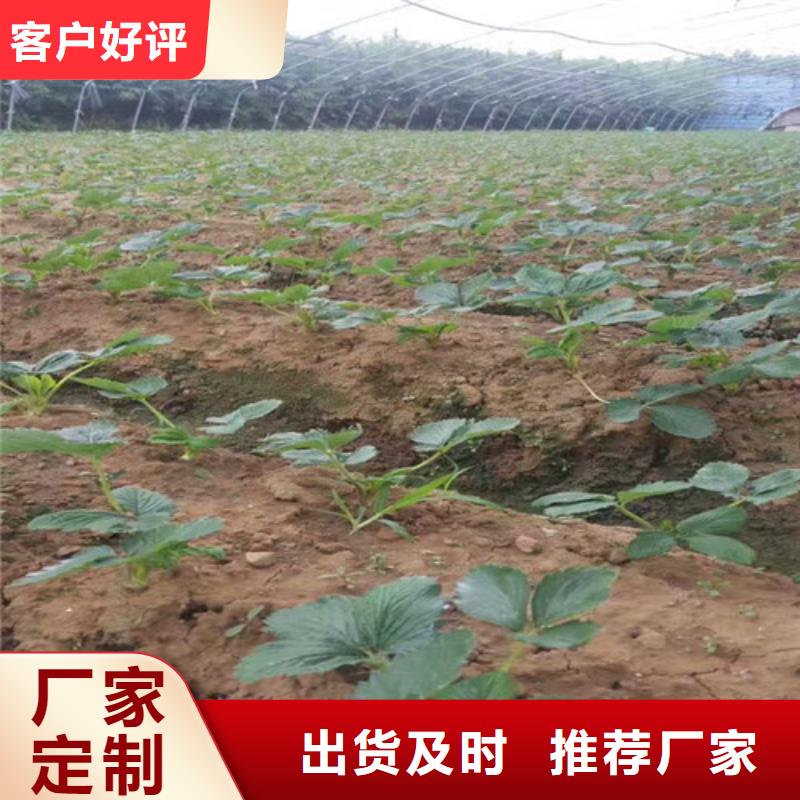 草莓苗_果树苗批发基地经验丰富品质可靠