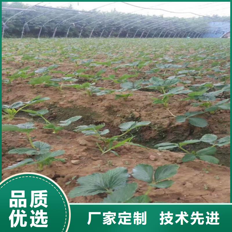 草莓苗油桃树苗当日价格