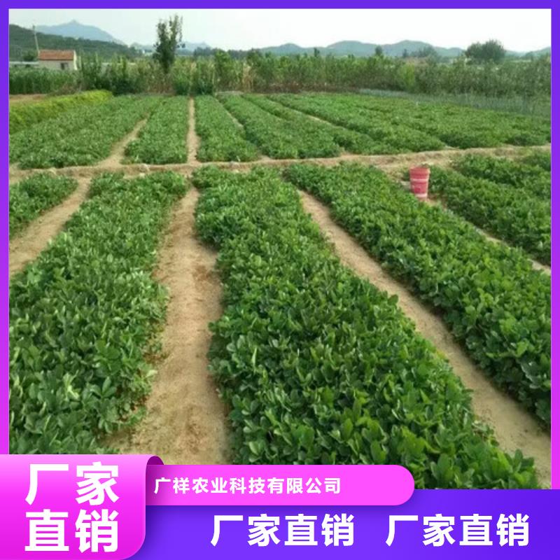 草莓苗_【黄金苹果树苗】好产品有口碑