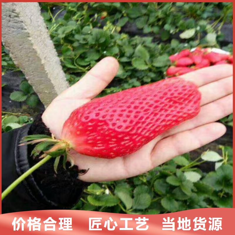 草莓苗【苹果苗】制造生产销售