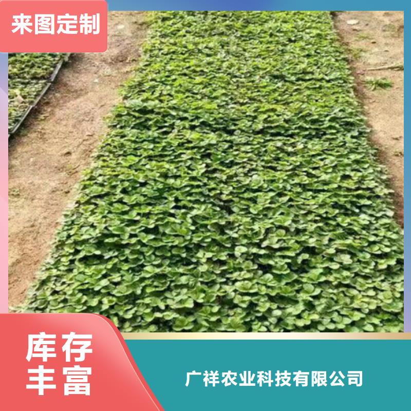 草莓苗_【黄金苹果树苗】好产品有口碑