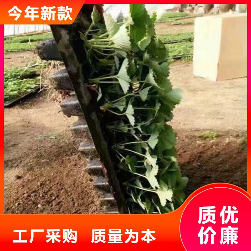 【草莓苗-樱桃苗基地出货及时】