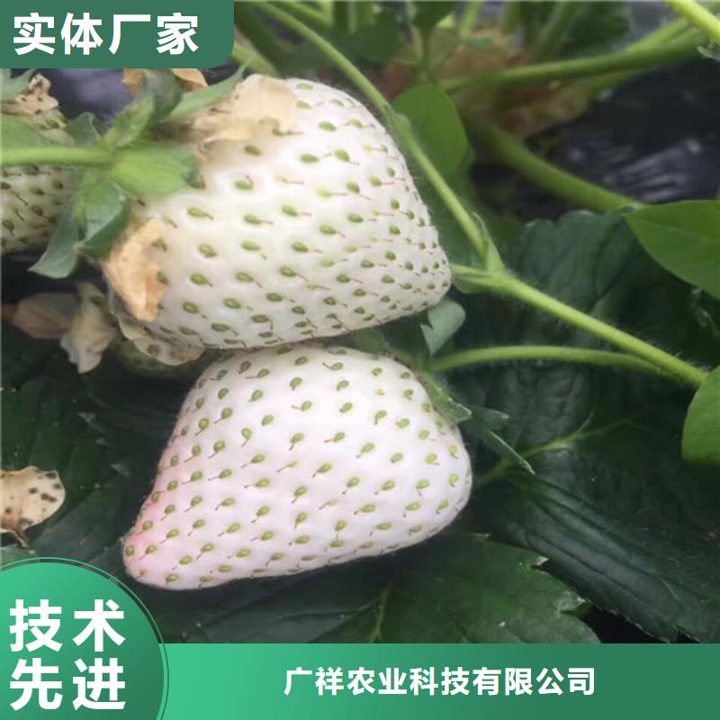 草莓苗【果树苗批发基地】一个起售