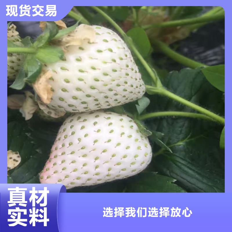 【草莓苗】黑珍珠草莓苗现货充裕