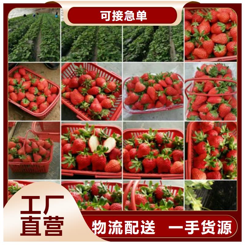 【草莓苗,草莓苗价格厂家大量现货】