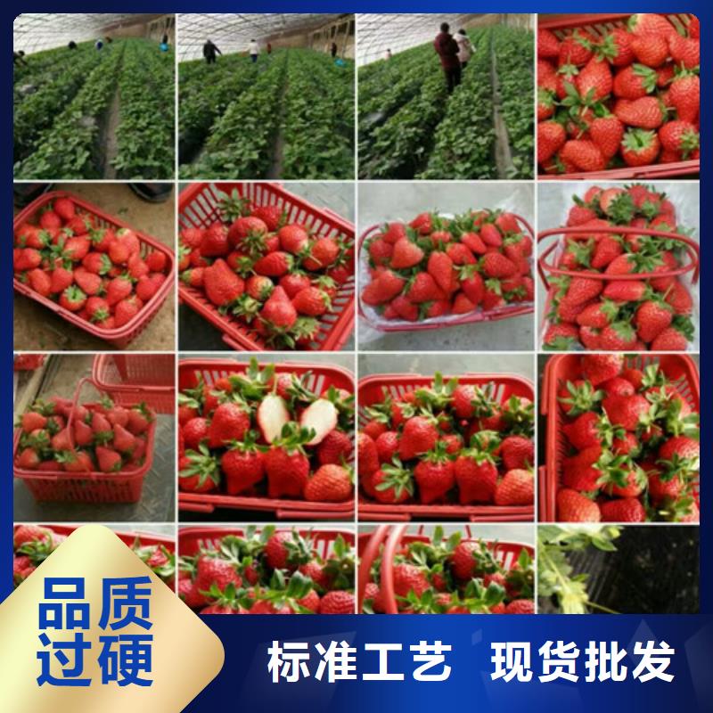 【草莓苗】莫妮卡西梅树苗实体厂家大量现货