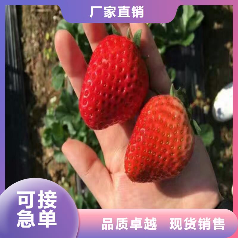 草莓苗红蜜桃树苗从源头保证品质