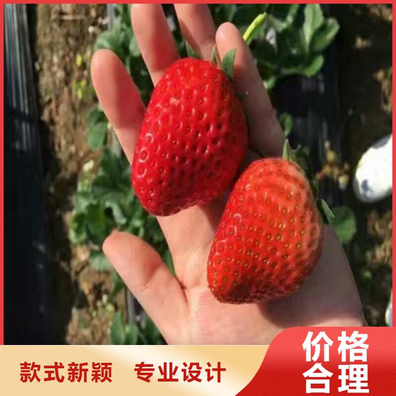 草莓苗_果树苗就近发货