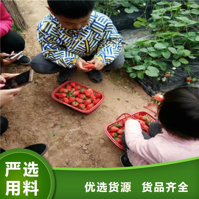 【草莓苗】苹果苗价格公道合理