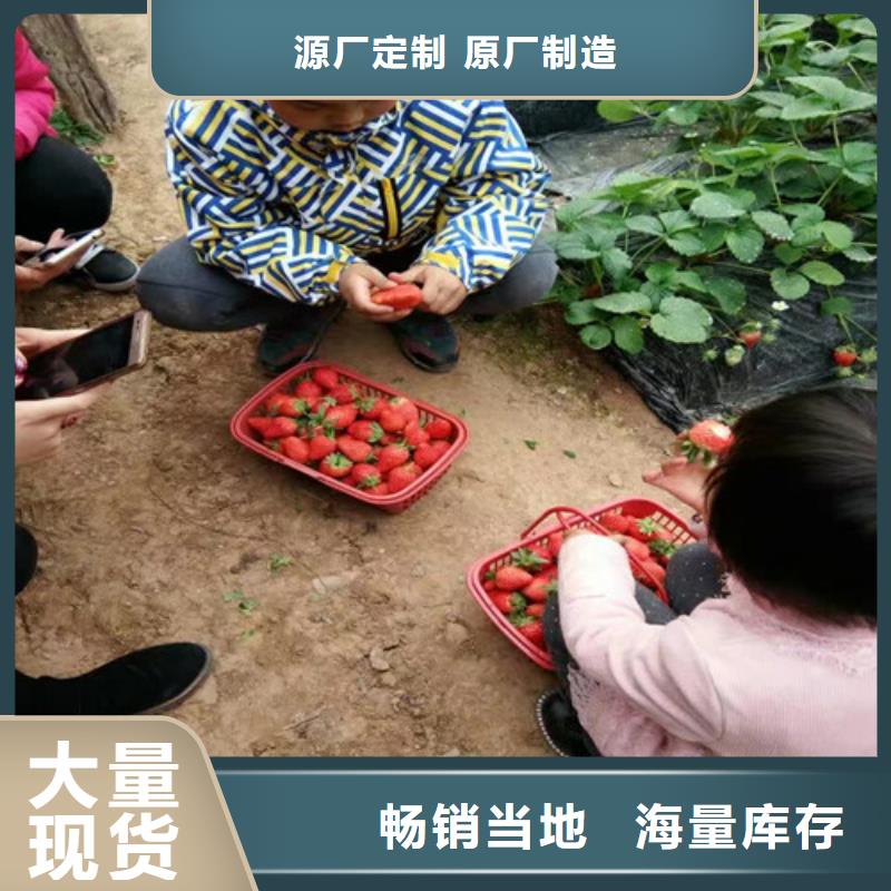 【草莓苗,草莓苗价格厂家大量现货】