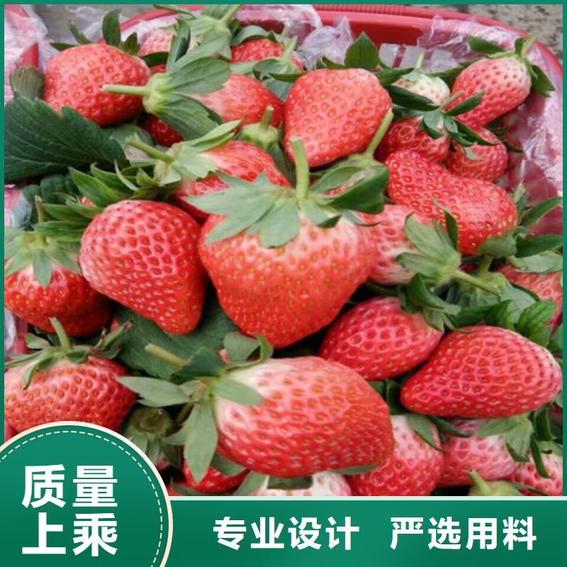 草莓苗红蜜桃树苗从源头保证品质