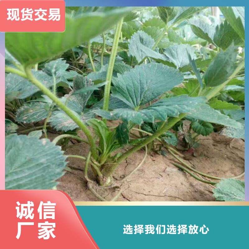 草莓苗苹果苗产地工厂