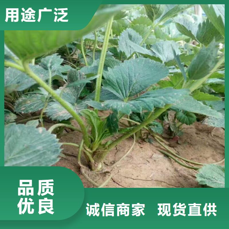 【草莓苗葡萄苗基地优良材质】