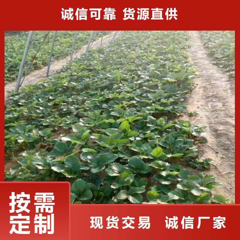 草莓苗果树苗批发基地用品质说话