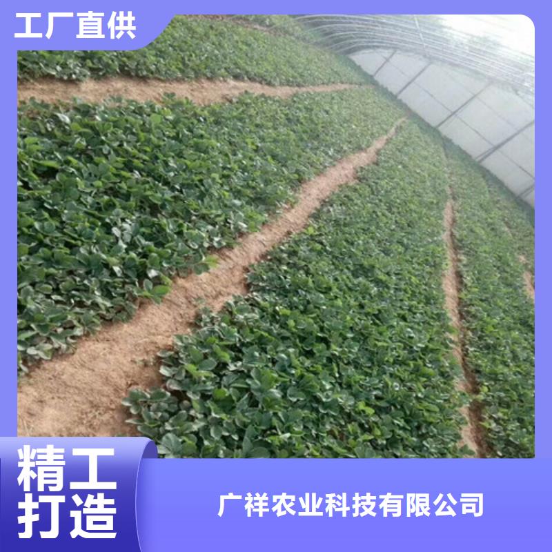 草莓苗_【红蜜桃树苗】精挑细选好货