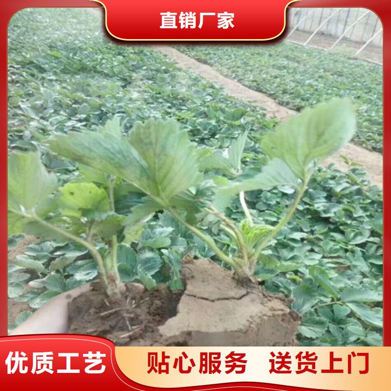 草莓苗【大棚草莓苗】价格地道