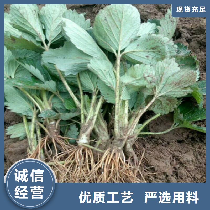 【草莓苗】黑珍珠草莓苗现货充裕