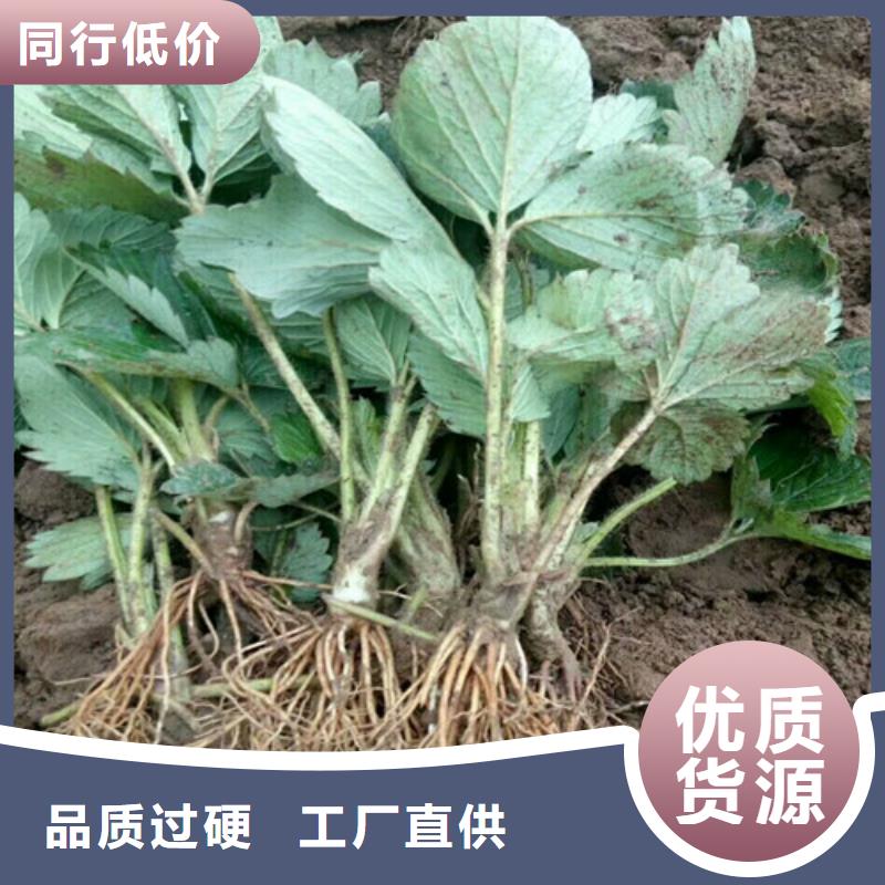 草莓苗草莓48小时发货