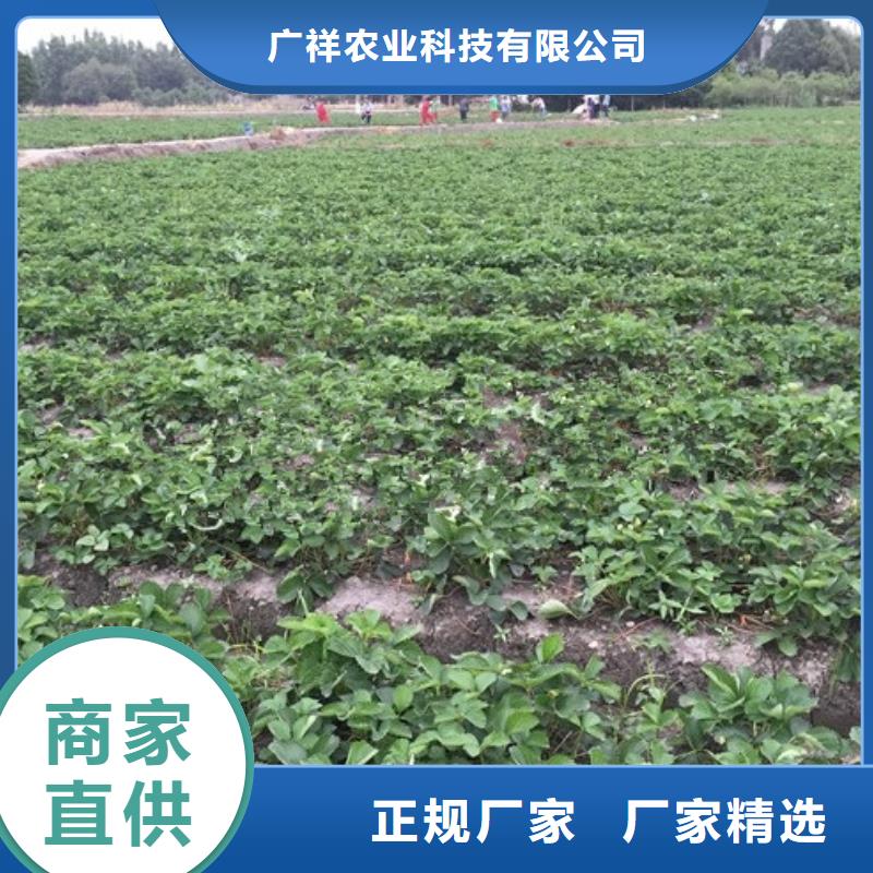 【草莓苗】苹果苗价格公道合理