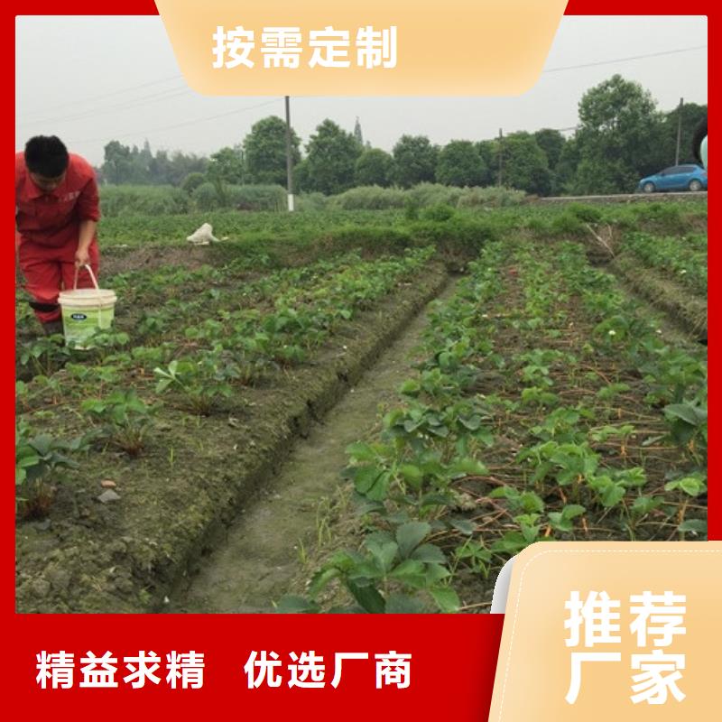 草莓苗梨树苗基地采购无忧