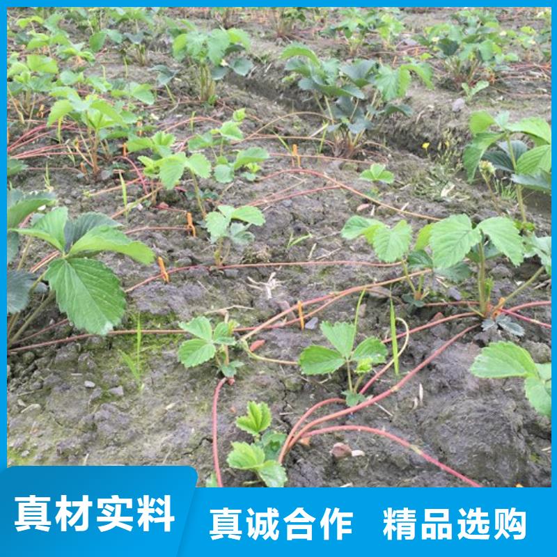 草莓苗【草莓苗价格】一站式采购商家