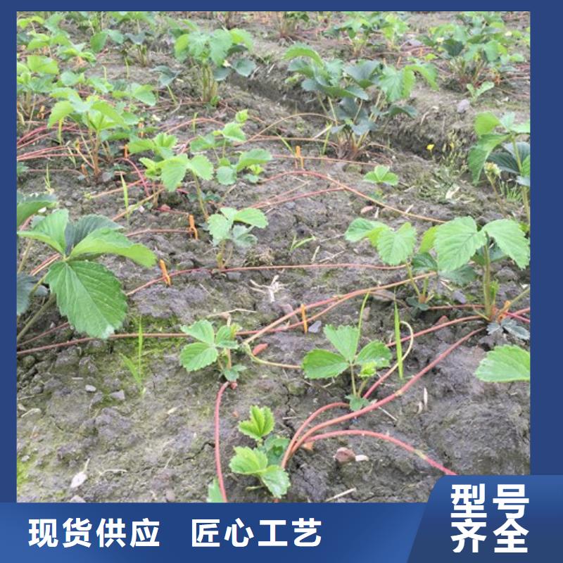 草莓苗【梨树苗基地】厂家型号齐全