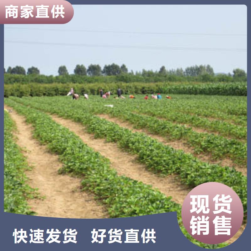 【草莓苗】梨树苗基地货源直销