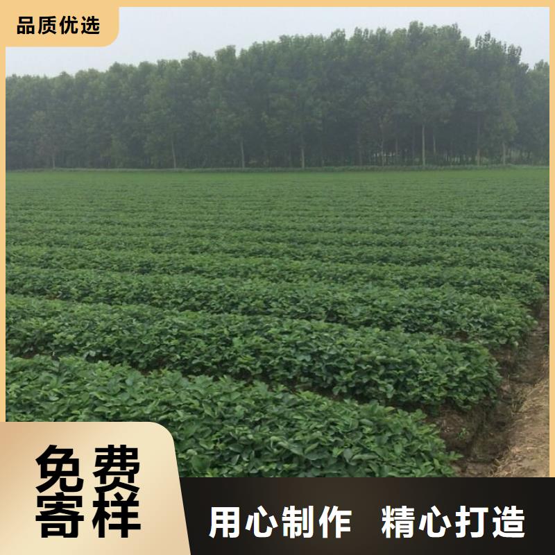 草莓苗樱桃苗价格公道合理