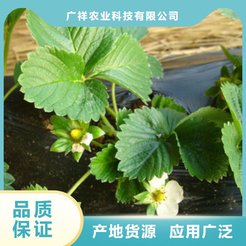 【草莓苗草莓专业厂家】