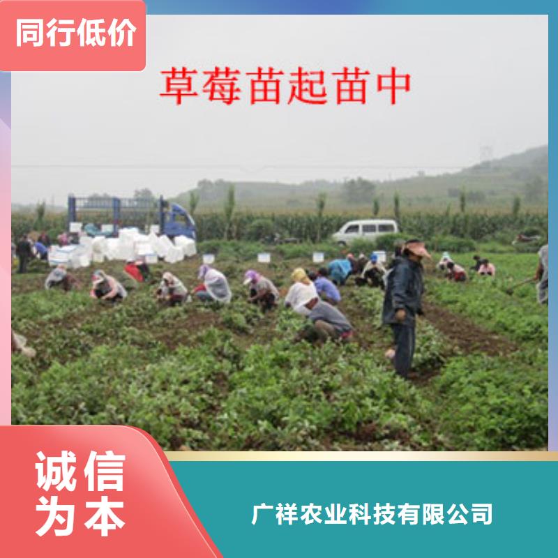 草莓苗-果树苗批发基地厂家直销供货稳定