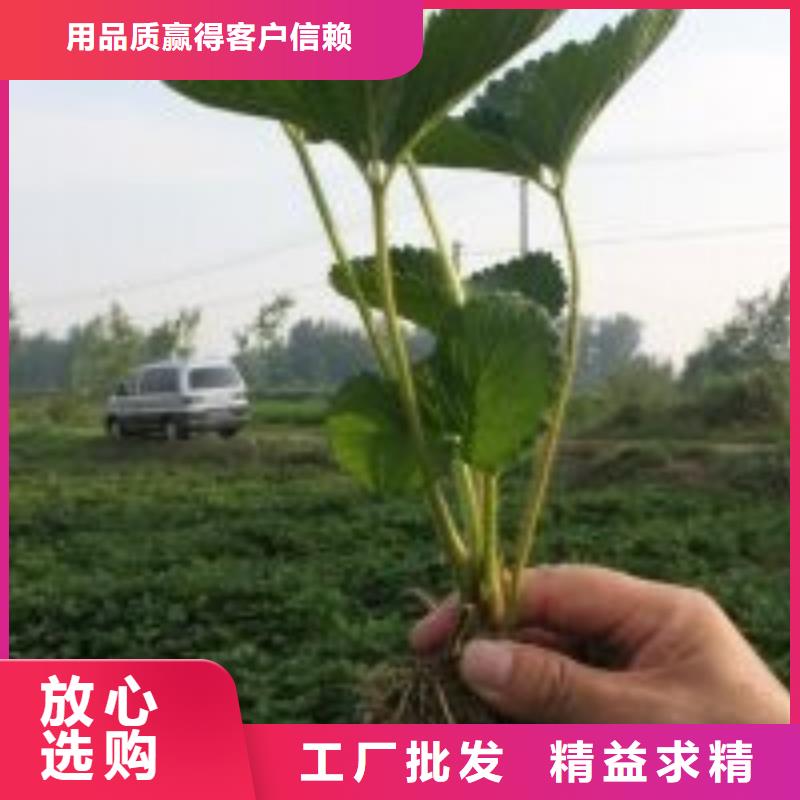 草莓苗大红袍花椒苗满足客户所需