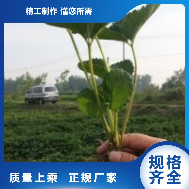 草莓苗大棚草莓苗准时交付