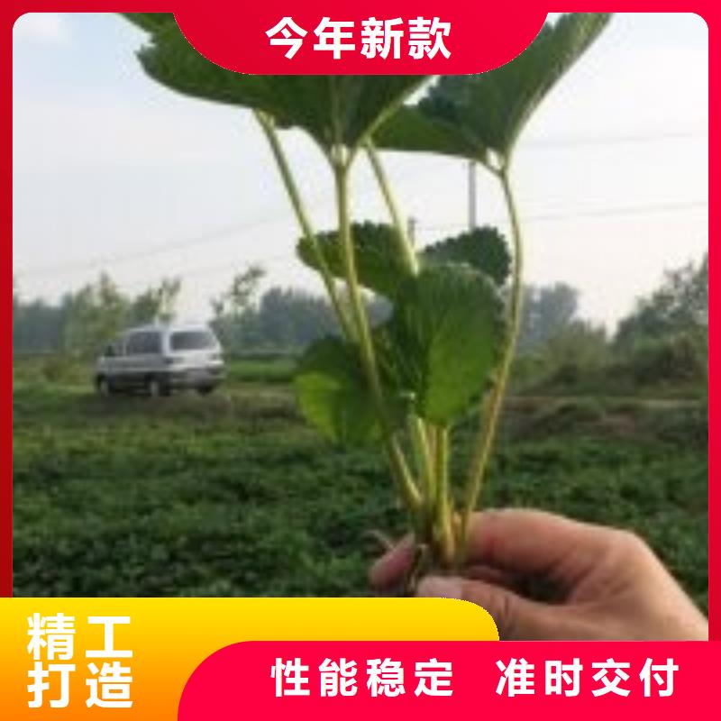 草莓苗无籽葡萄树苗现货满足大量采购