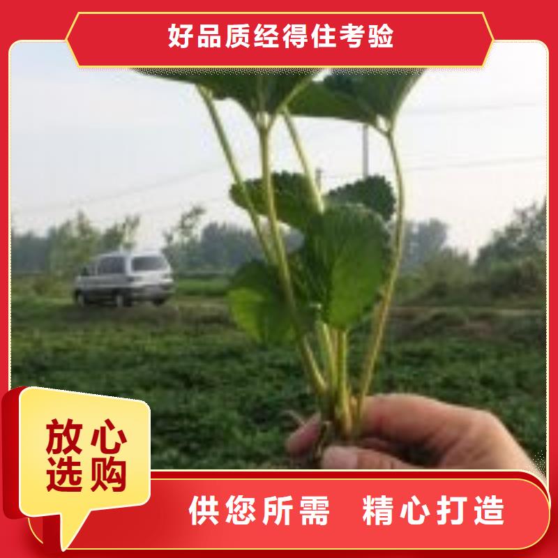 草莓苗-黑珍珠草莓苗源头厂源头货