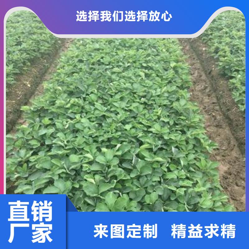 【草莓苗梨树苗规格型号全】