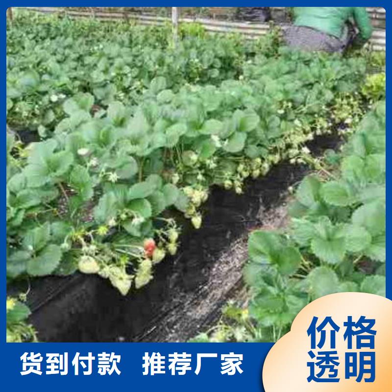 【草莓苗-樱桃苗基地出货及时】