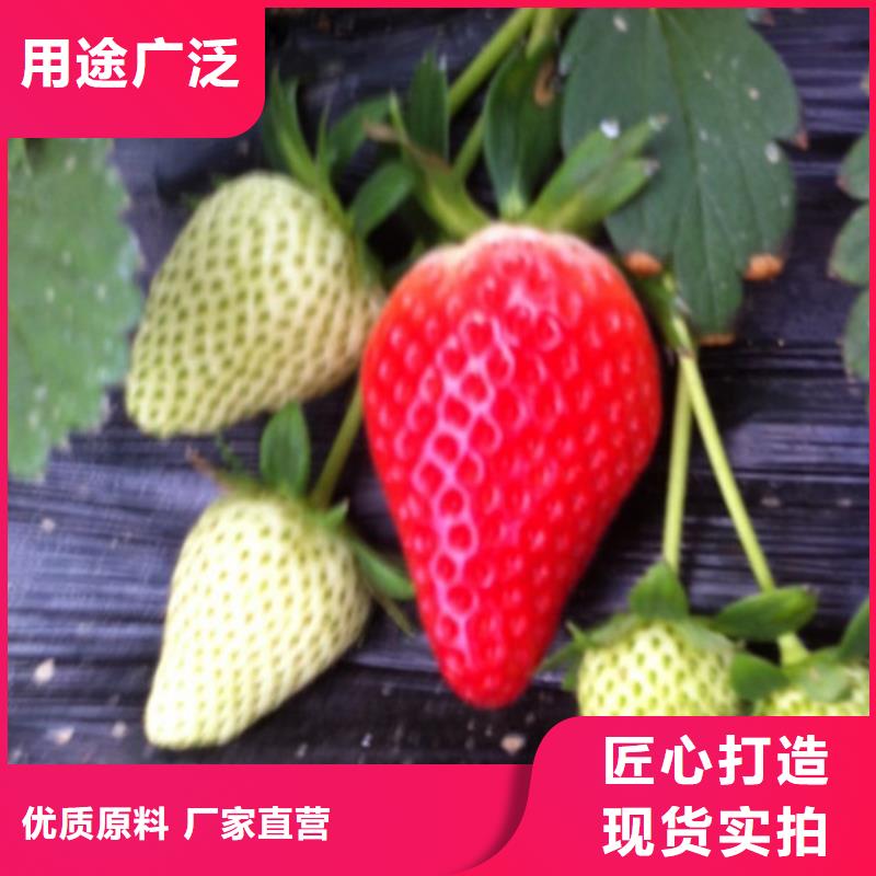 【草莓苗】草莓来图来样定制