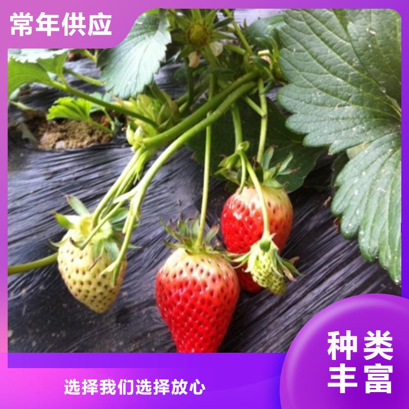 草莓苗,大棚草莓苗设备齐全支持定制