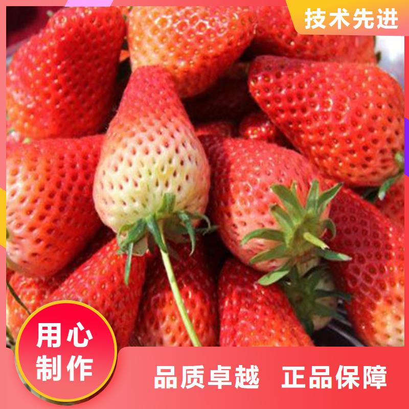 草莓苗草莓苗价格厂家直销供货稳定